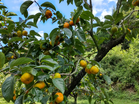 早生甘柿！早秋柿（家庭用１２個）