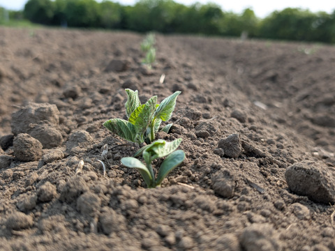 有機青大豆 「合わせ買い（同梱）用」大袖の舞 900g  北海道十勝 “豆のまち”本別町 2025年産　オーガニック