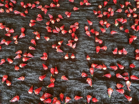 体と心に沁み渡る豊かな香りと味わい！ハーブティーリーフ15g（農薬化学肥料不使用）のっぷいのハイビスカスローゼル