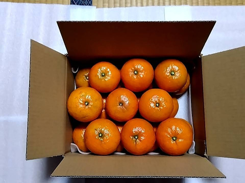 柑橘系の新品種『津之輝』奄美大島産3kg／糖度が高くなる露地栽培／みかんとオレンジの良さを感じられる濃厚で食べやすい希少品種