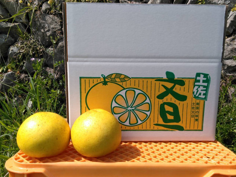 本場高知の土佐市産！　露地土佐文旦　10kg(15個前後)　お届けエリア(北海道・東北・信越)　3L～4Lサイズ　A品※農園独自基準
