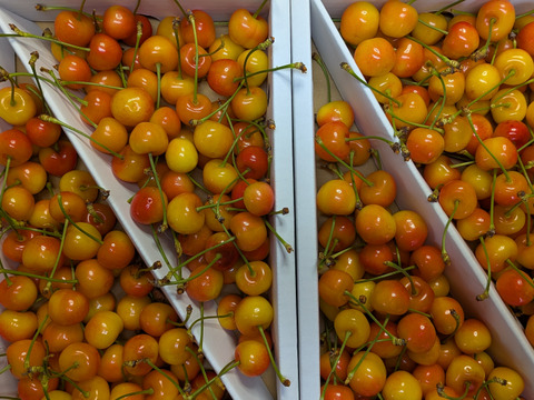 さくらんぼ紅秀峰加工原料1.4kg