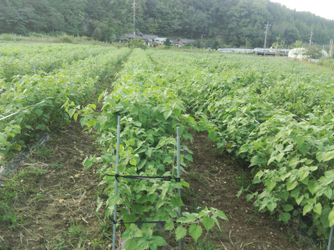 ゴールデンベリー生果実70個(農薬化学肥料不使用)