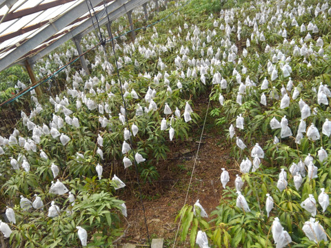 【7月発送／お中元・贈答用熨斗対応可】久米島の土と太陽が育てた完熟マンゴー：2㎏（4~5玉）