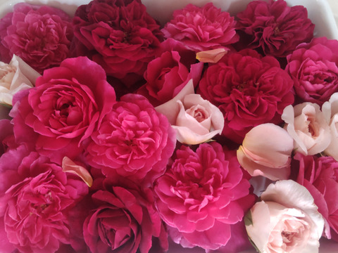 【母の日ギフトに】ローズアフタヌーンティセット