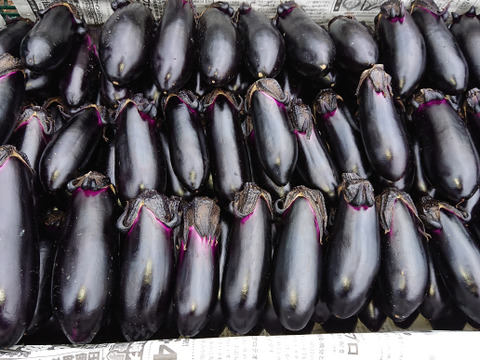 新鮮！朝採りのなす（５㎏）【終了間近（10/1 お届け分まで）】