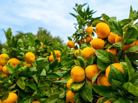 採れたまんまを食べてみらんね太良みかん箱込5㎏（2S~L混合)