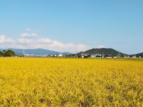自然栽培のお米 20年以上 1俵 　割安（23年度産　玄米60ｋｇ）昔の品種：朝日米　自家採取