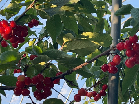 2026年予約販売山形県産さくらんぼ　紅秀峰　500グラム