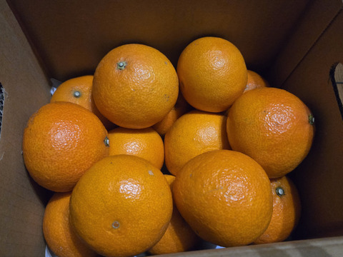 《豊作割引》【家庭用】まどんな 3.5kg みんなトリコになる“”プルプル“”新食感♡高級柑橘♫愛媛みかん！【冬ギフト】