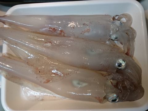一本釣りで採った 急速冷凍剣先イカ 1 山口県産 食べチョク 農家 漁師の産直ネット通販 旬の食材を生産者直送