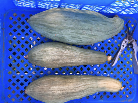 おためし夏野菜5品目セット 埼玉県産の野菜セット 食べチョク 産地直送 産直 お取り寄せ通販 農家 漁師から旬の食材を直送