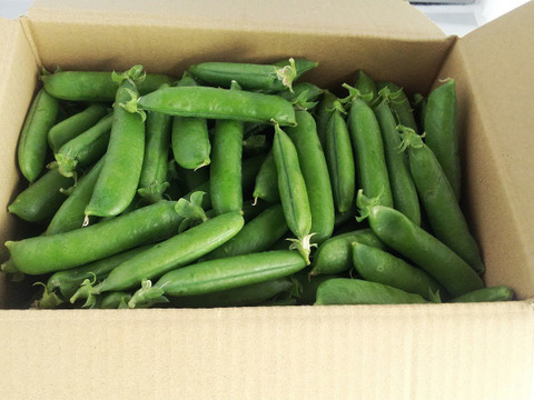 えんどう豆 グリンピース1 6kg 農薬化学肥料不使用 島根県産 食べチョク 農家 漁師の産直ネット通販 旬の食材を生産者直送