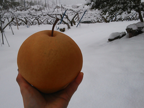鳥取産・希少種「新雪梨5㎏(8～12玉入り)」