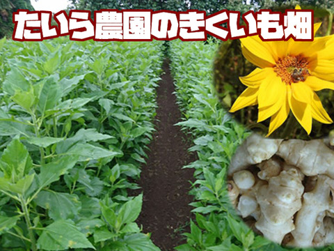 【新春初売りセール】菊芋パウダー（2P)＆菊芋茶（30P)