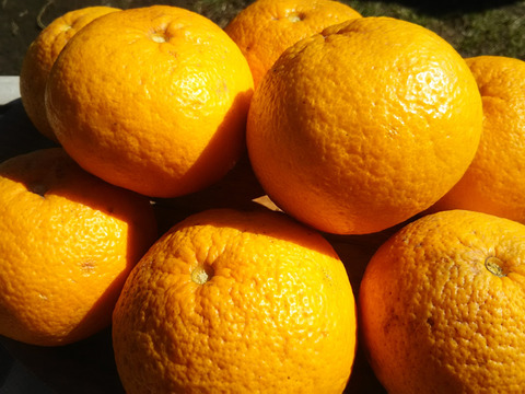 美々温活🥰【数量限定❗❗】子供に食べさせたい🍊🍊自然栽培デコポンと酸っぱい夏みかん5㎏（常温）
