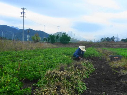 煎りピーナツ用！大きな☆落花生！1ｋ～農薬/化学肥料・不使用