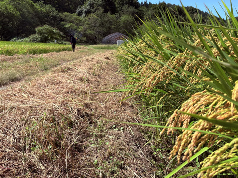 【青森・外ヶ浜ファーム直産】新米 はれわたり 10kg《大大大好評！！》地産地消・低農薬米