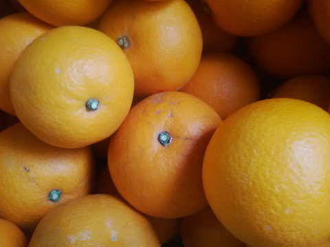 紅八朔　１．５ｋｇ