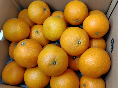 【食べるジュース？！】清見タンゴール5kg　※3月上旬頃発送開始