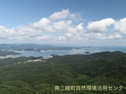 甘みと濃厚さ抜群の極上牡蠣！【OMAKI】10個入り