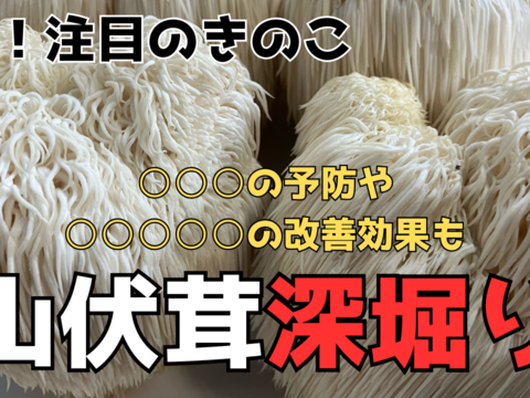 【希少きのこ】やまぶしたけ「約２５０ｇ」×２パック