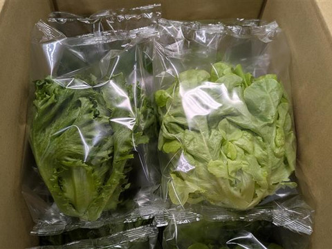 シャキ×ふわレタス2種セット　フリルレタス×グリーンオーク　個包装約50g×8袋《異なる食感を楽しめる低硝酸態窒素レタス》