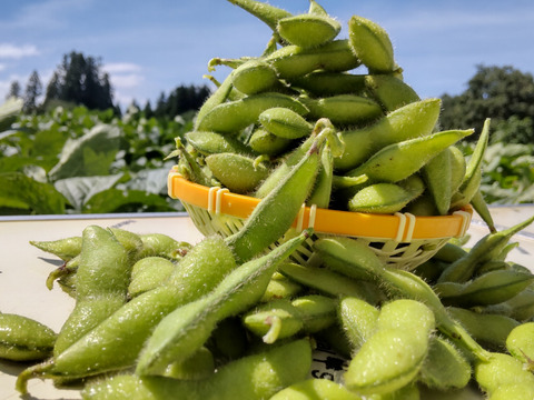 山形 枝豆 茶豆の香り めちゃ美味しい 今から本番 届いてすぐに調理出来る方限定 山形県産 食べチョク 農家 漁師の産直ネット通販 旬の食材を生産者直送