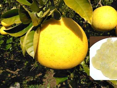 化学合成農薬栽培期間中不使用　土佐文旦　家庭用訳あり品　大小混合(Lサイズ以上、上限なし　20kg入(15個前後×2箱)　文旦の本場👑高知県土佐市産　※北海道への配送はできません