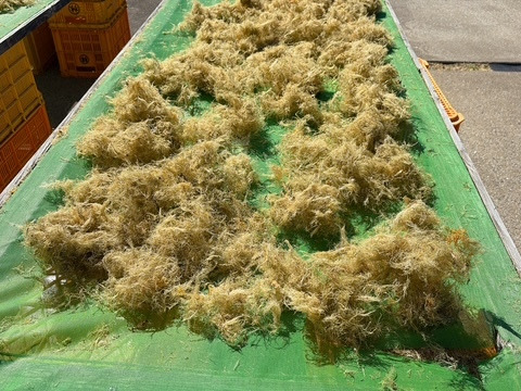 国内製造てんぐさ（海外産）　テングサ  ５００ｇ【お徳用・業務用】　ところてん・天草