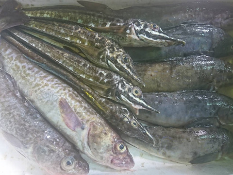 1日3組限定 美味しい魚が獲れる季節到来 新鮮生魚満足セット5種盛り スケソウダラ ホッケなど 北海道産 食べチョク 農家 漁師の産直ネット通販 旬の食材を生産者直送
