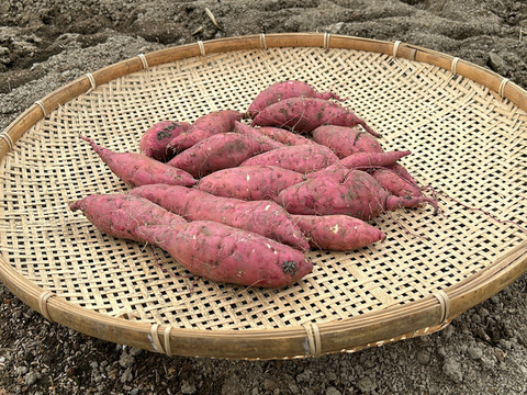 【パープルスイートロードとったど～！】≪予約販売≫　パープルスイートロード７ｋｇ(箱入)　10月中旬～発送予定！　熟成期間１ヶ月超！