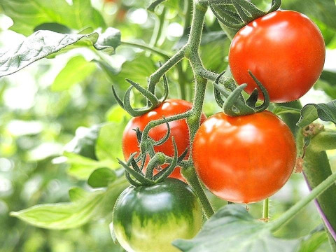 【甘い！】【美味しい】北海道産フルティカ3キロ