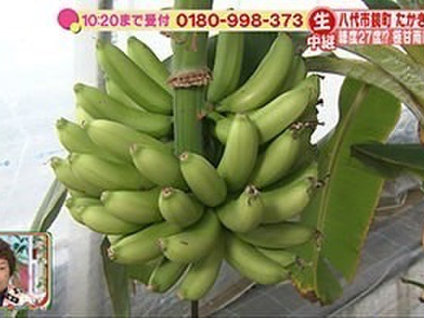 [栽培期間中 農薬・化学肥料不使用]たかきの小さなバナナ　1.5kgセット約10本〜15本入 ※少し訳あり