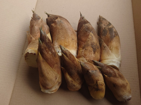 「朝どれ」たけのこ　春の味覚　福岡県北九州市産　２ｋｇ　（４～８個）