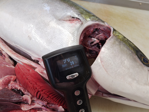 【年末年始用】冬の魚の王様/天然ぶり/寒鰤/ブリ/原体13.3キロ【体脂肪29%】【背921g】【冷凍】