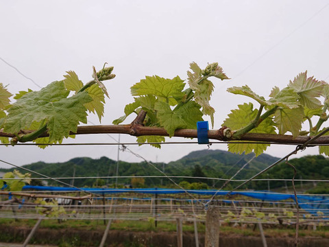 《送料無料》《希少品種》食べたことありますか？オリエンタルスター　2キロ箱使用（4〜8房）種なし