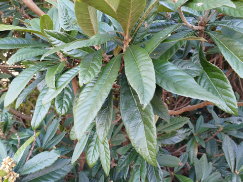 【晴れの国・岡山】農薬散布無し★肉厚の中国原産白枇杷（ビワ）の葉★長さ１８～２５ｃｍ位で揃えてお届けします！【５０枚入り】