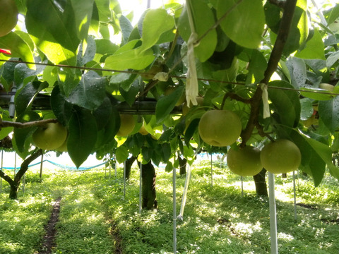 日迎梨：林農園オリジナル品種(家庭用）約2.5kg(4～7玉)