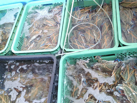 活梱包！日本三景松島産★ワタリガニ オス小サイズ ８kg（約56杯）ガサミ　がさみ　渡り蟹　わたりがに