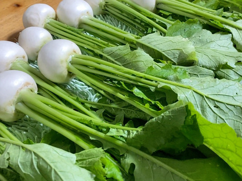 【自然栽培🍀サラダかぶ10本(1.5Kg前後)】根はみずみずしく甘く、葉は柔らか・発送日の朝に収穫