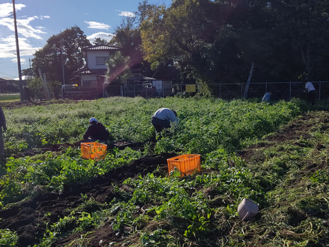 神奈川県産　茎ブロッコリー（スティックセニョール）