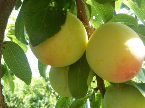 味と香りが自慢のすもも　彩の姫　約2Kg