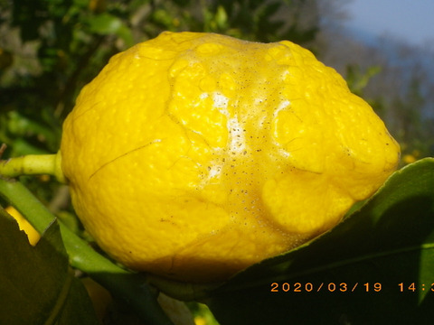 自然農グリーンレモン果汁用3.6Kg　63年以上農薬肥料不使用の畑で栽培　しまなみ海道　広島県尾道市因島産　サルベストロールたっぷりレモン