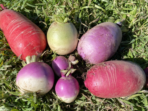 【自然栽培🍀サラダ大根セット1.5㎏】カラフル！サラダの彩りに💕