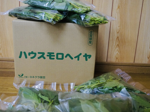 【もうすぐ収穫】丸ごと食べる！初穫れモロヘイヤ（100g×8袋）