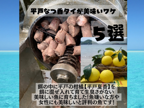 青空レストランで紹介された！
平戸なつ香タイ（約２ｋｇ）【母の日ギフト】【メッセージカード付き】
長崎を代表するフルーツ魚！【さばき方＆魚レシピ付き】【熨斗対応可】