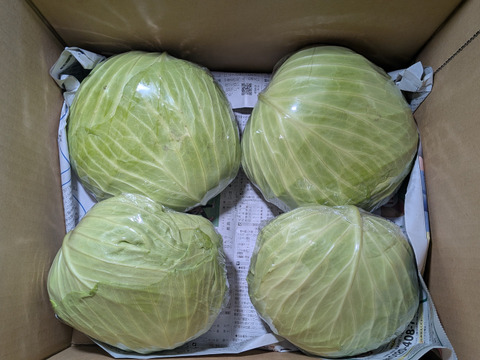 キャベツ、カブ、アスパラ菜、リンゴ