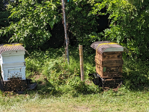 西洋蜜蜂の生ハチミツ『春搾り』新蜜