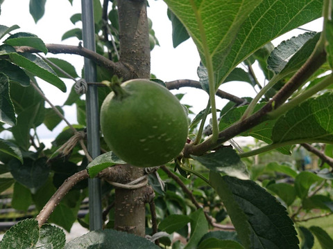 いざ❗収穫「しなのレッド」約5kg入り 夏の暑さに疲れた身体に酸味の中の甘さが最適です。長野県オリジナル品種です。私の夏のお薦め　品種紅玉りんごお好きな方にもお薦め品種です